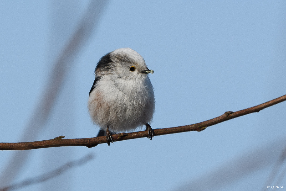 DSC_3325.jpg