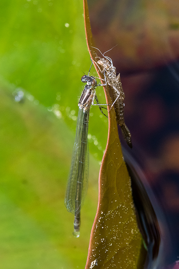 20180508_D500_1674hNF.jpg