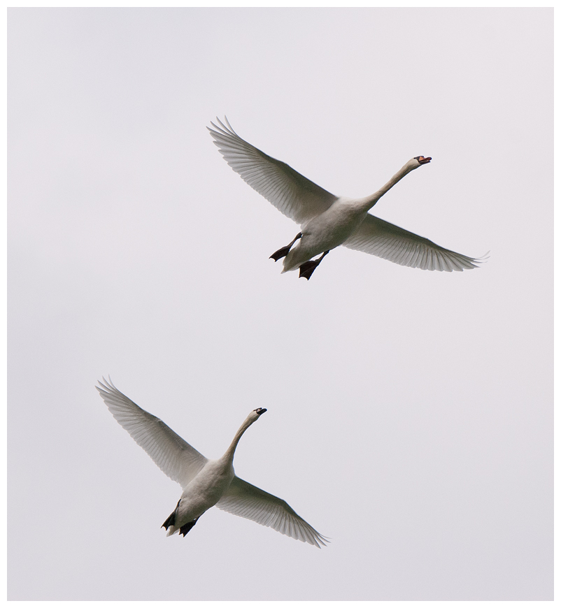 fliegendeschwaene002.jpg