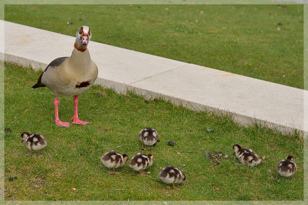 Nilgans_9904bx.jpg