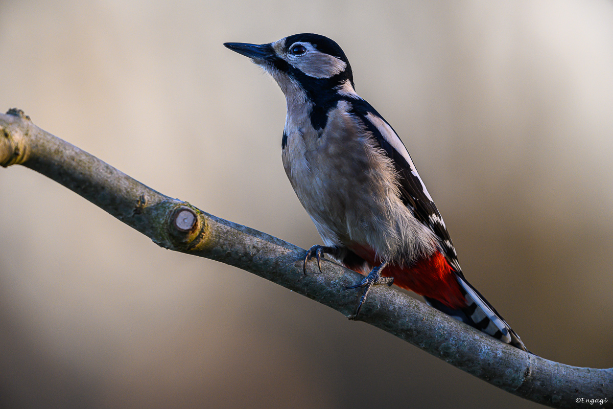 DSC_0604a.jpg