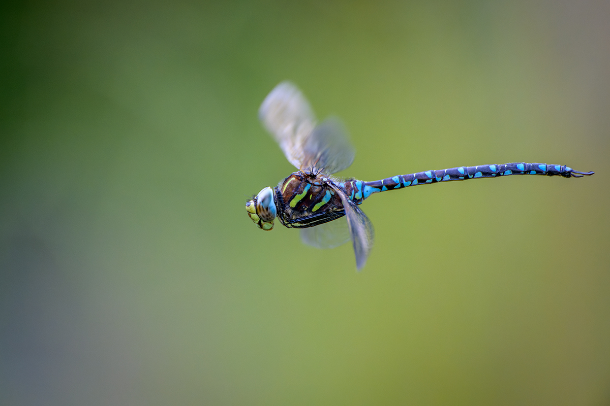 20220906_NZ9_1284_DPNF.jpg