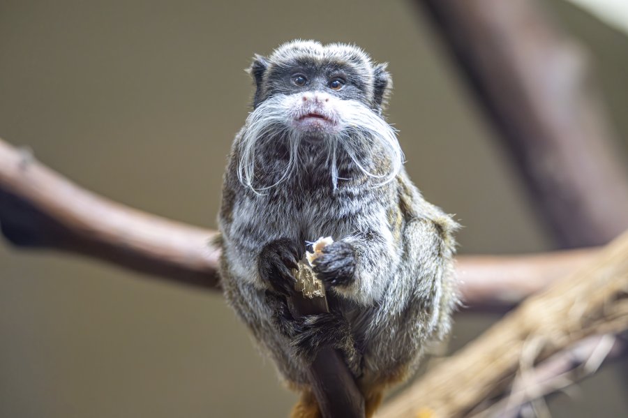 zoovienna23_38.jpg