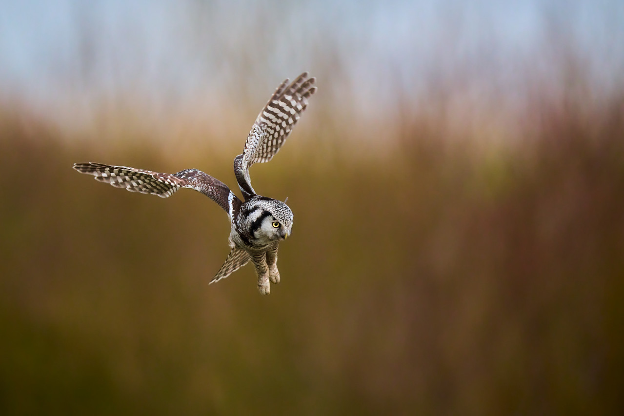 DSC_3249-X2.jpg