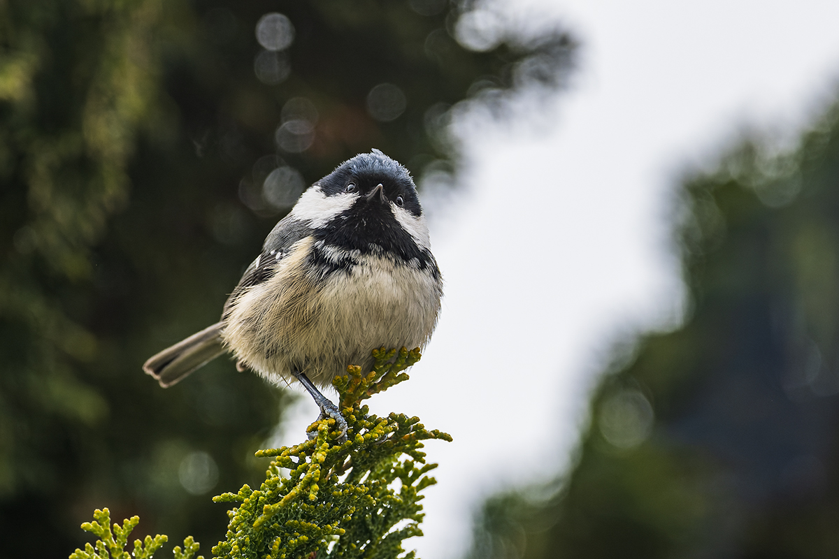 20230110_NZ9_0866_DPNF.jpg