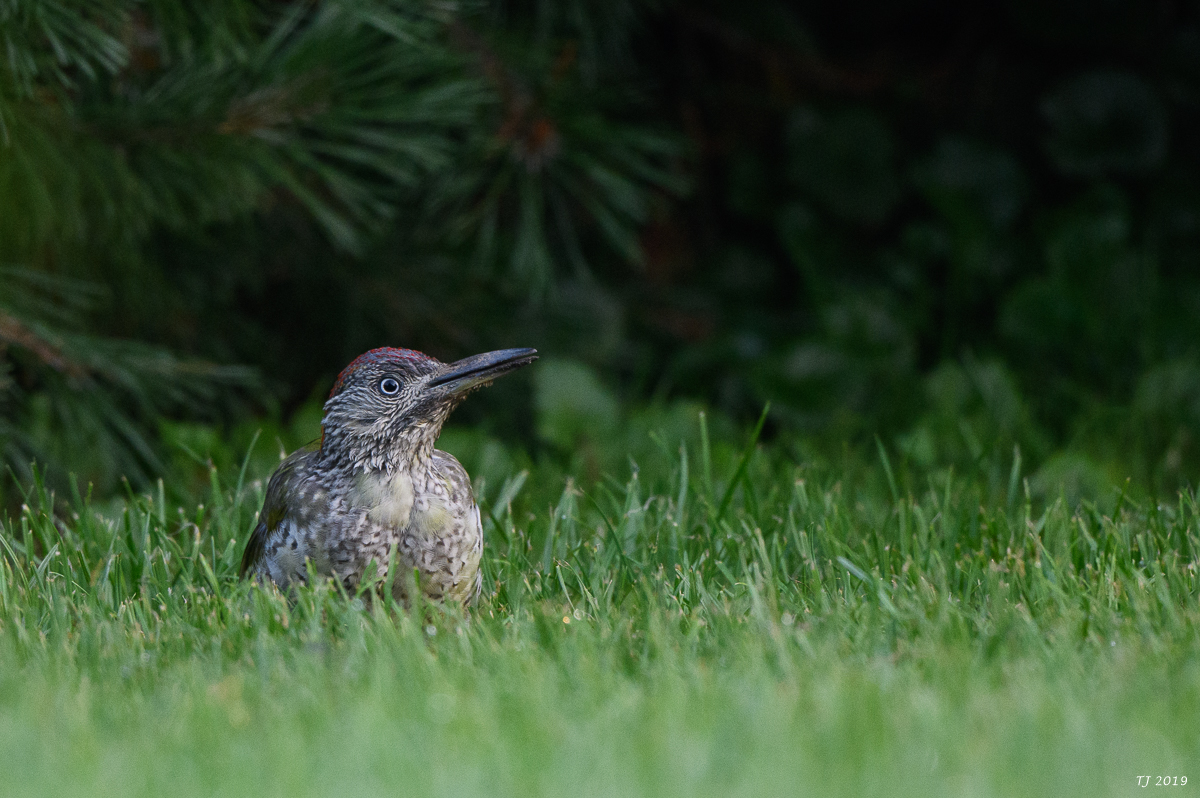 DSC_4724.jpg