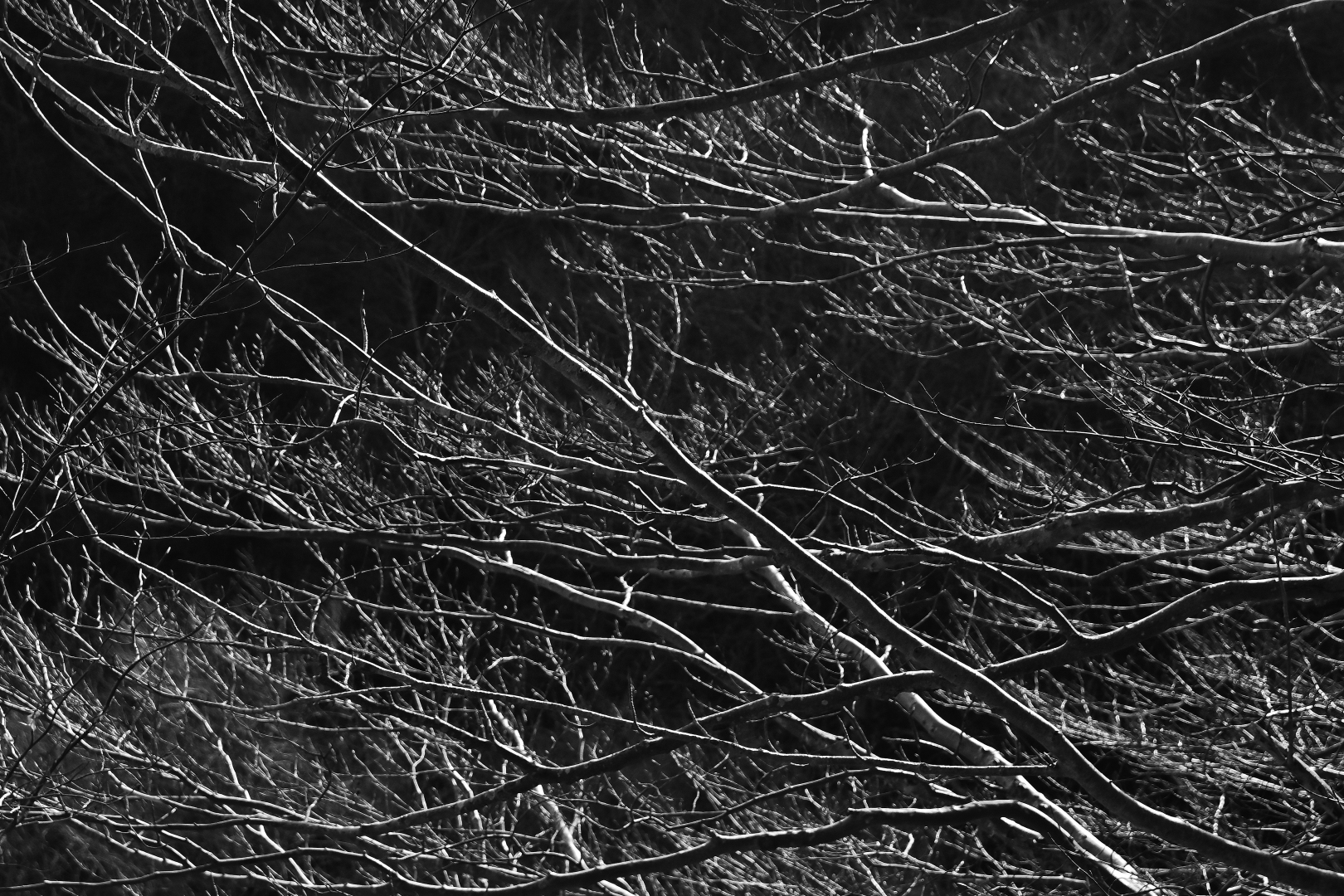 20250303-151258bw-2k.jpg