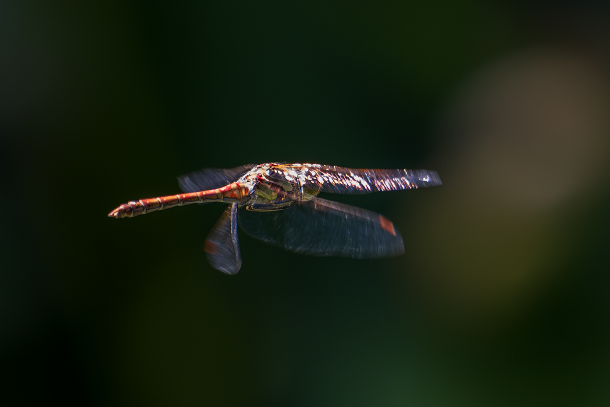 20260826_NZ9_0823_DPXNF.jpg