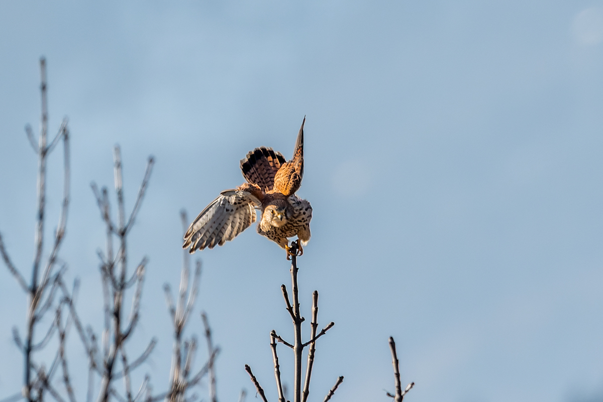 20220124_ND5_2067_DxONF.jpg