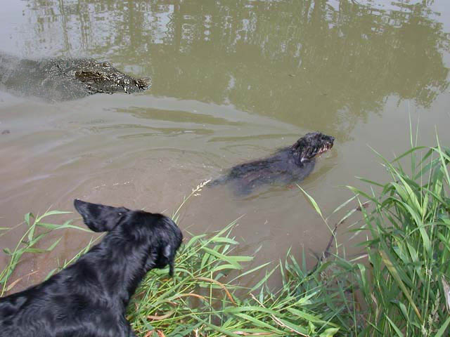 croco.jpg