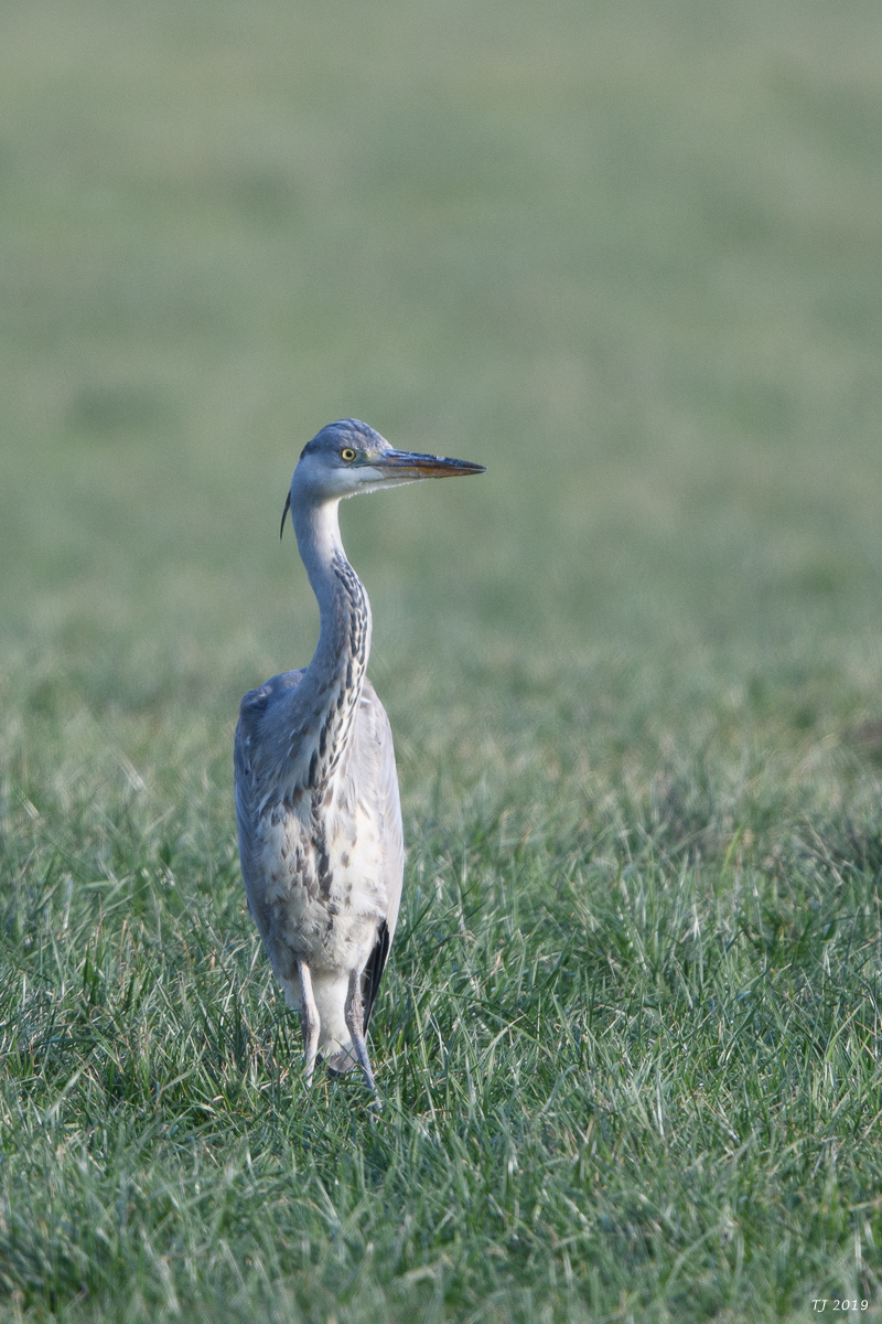 DSC_7115.jpg