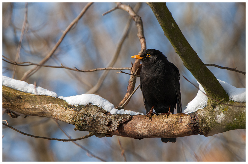 Amsel012.jpg