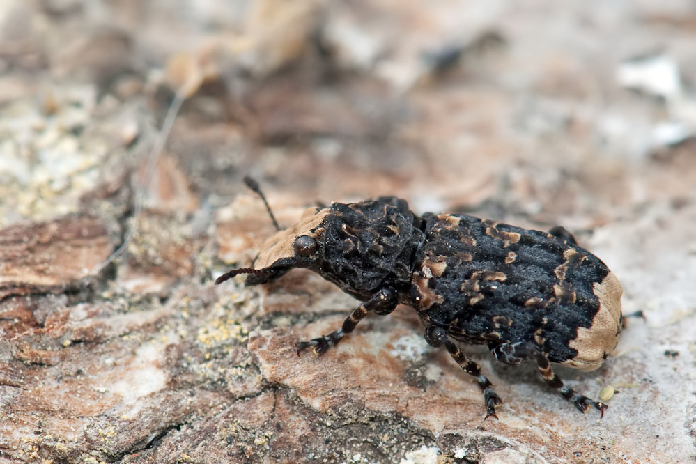 platyrhinus02.jpg
