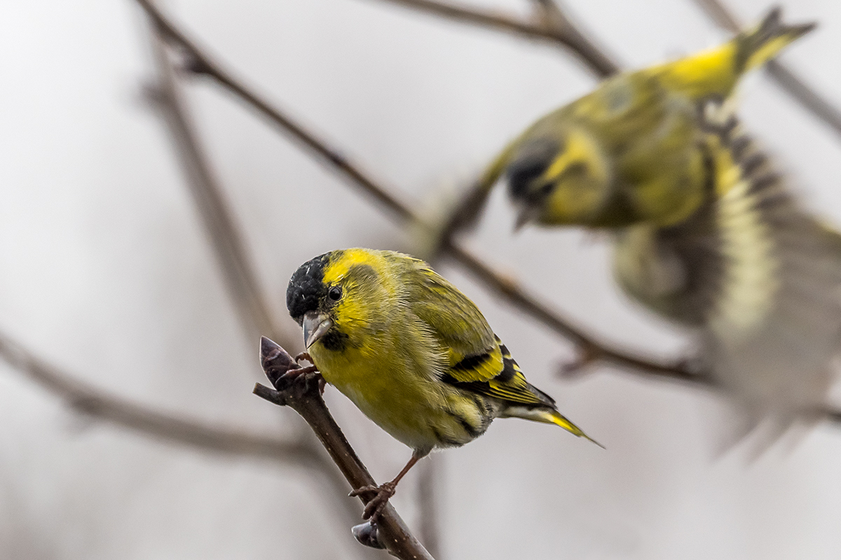 20201207_D500_0376NF.jpg