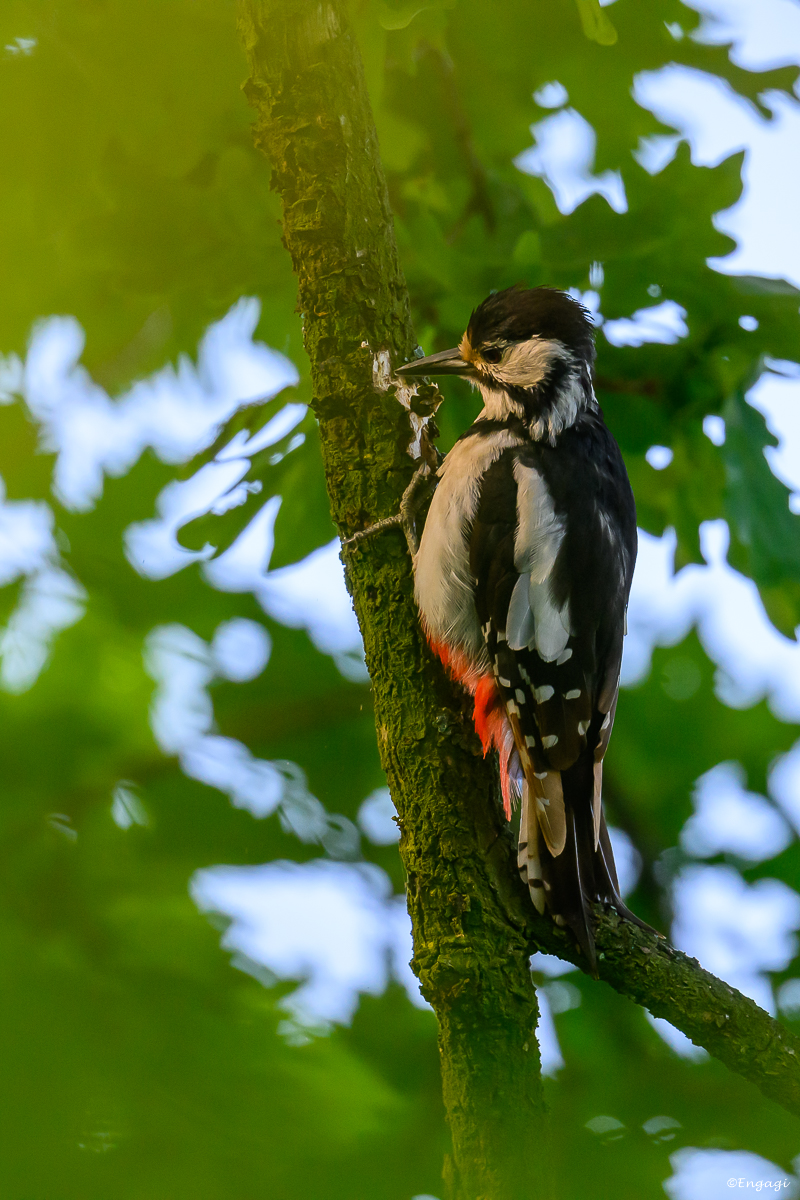 DSC_4320a.jpg