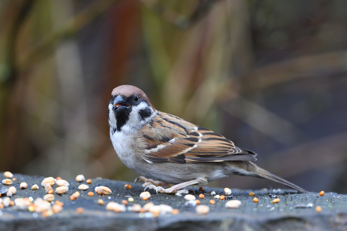 DSC_0022.JPG