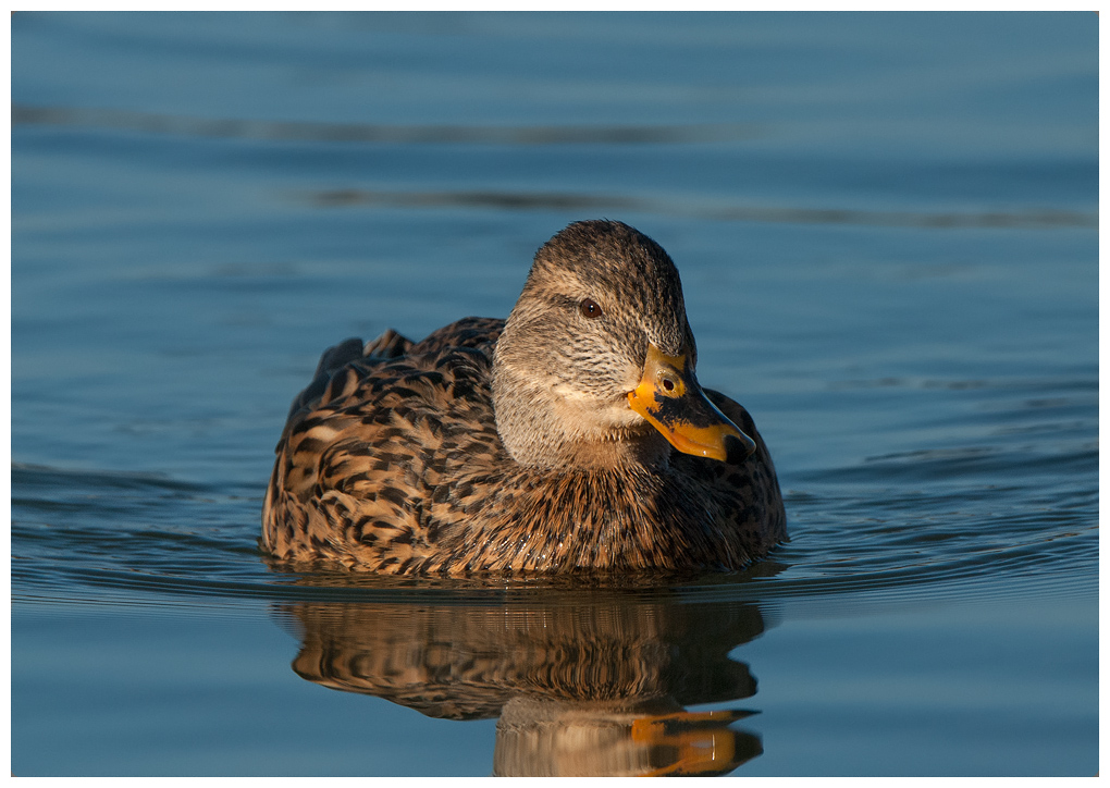 ente001.jpg