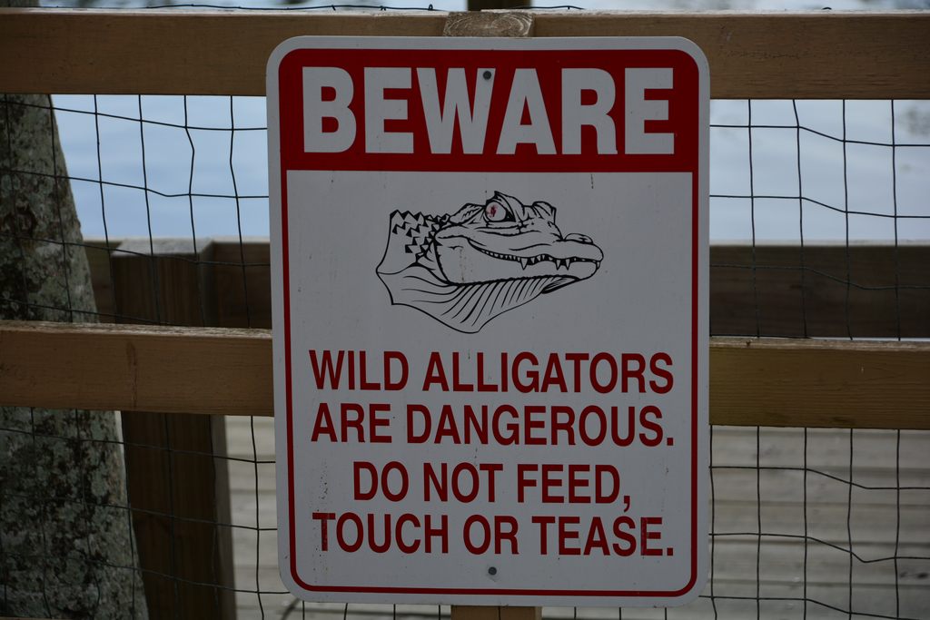 Alligators.jpg