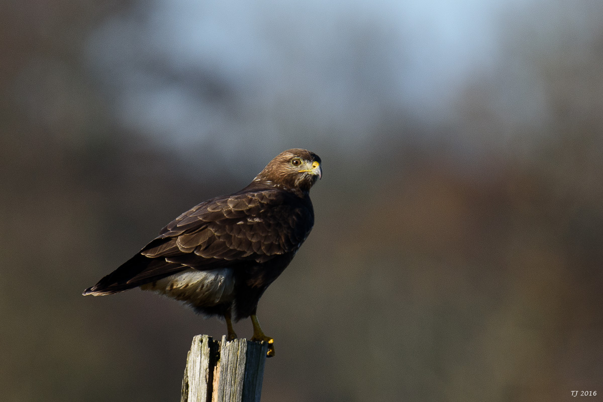 DSC_3460.jpg