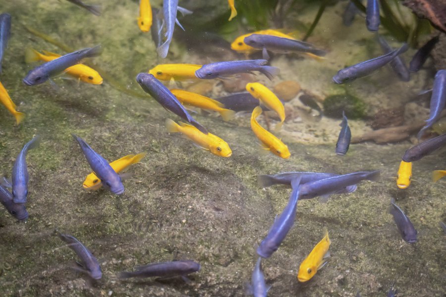 zoovienna24_82.jpg