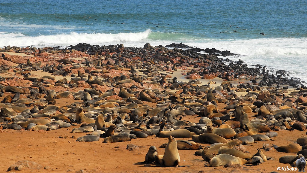 Dichtgedrängt liegen viele Seelöwen am Strand und einem felsigen Kap mit dem Meer im Hintergrund.