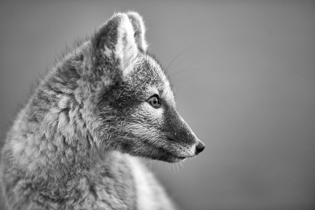 DSC_6851-XL.jpg