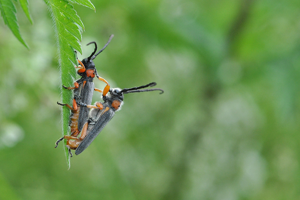 web-phytoecia-nigripes-2.jpg