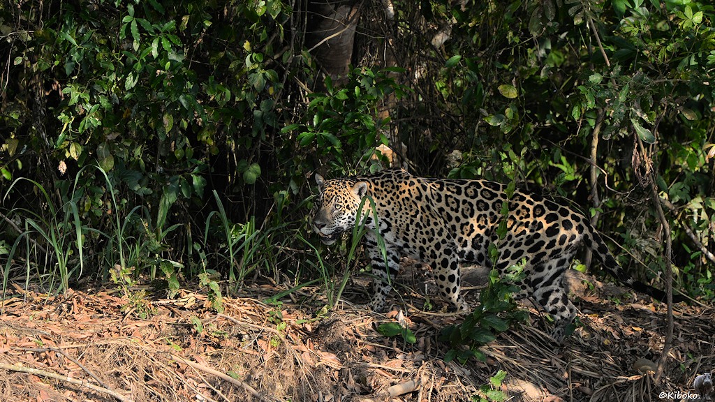 Jaguar läuft im Schatten gut getarnt am Ufer entlang