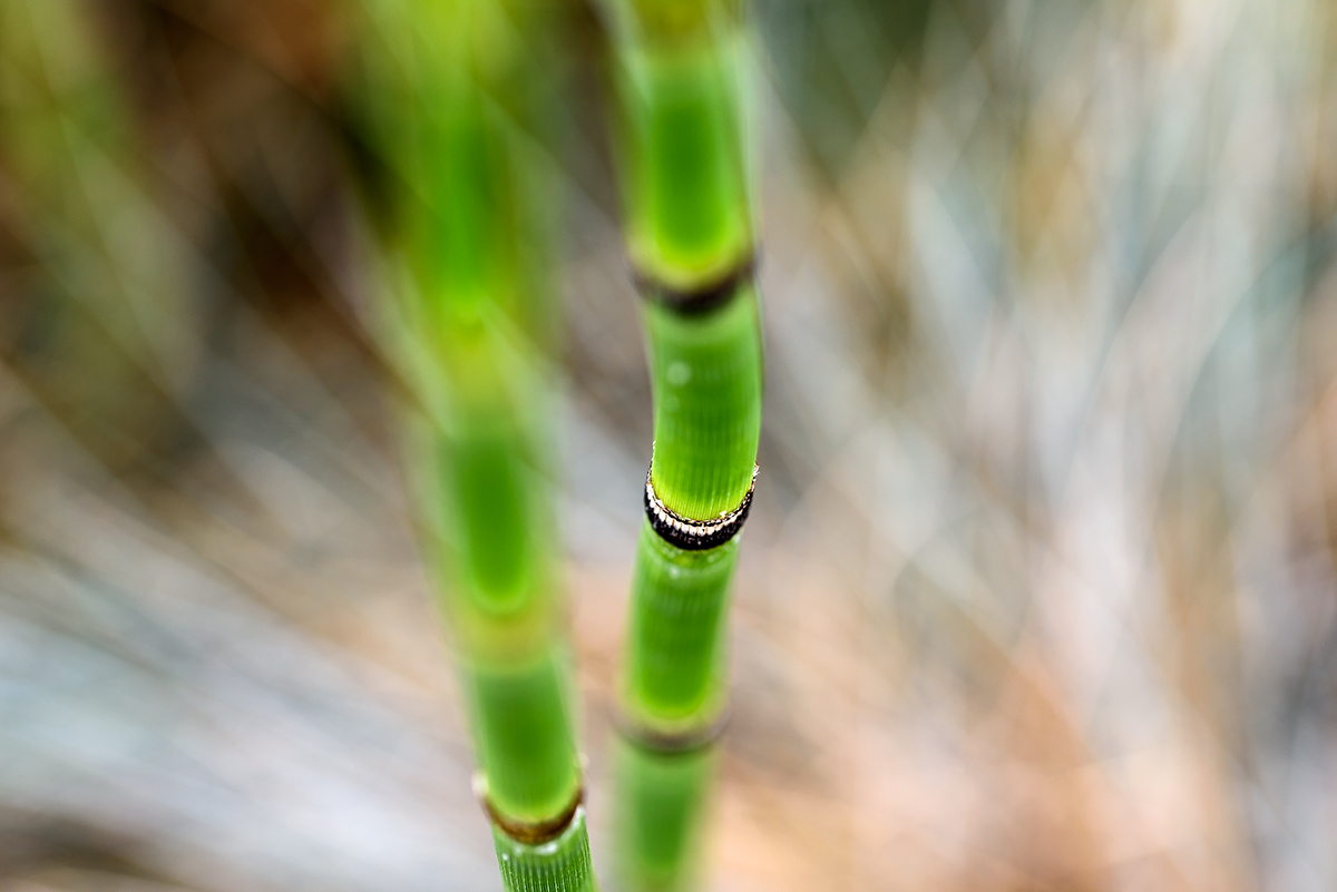 20170807_D810_0848NF.jpg