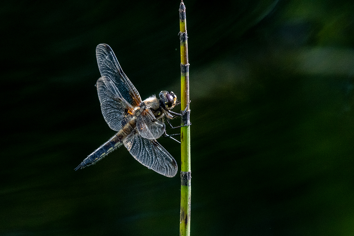 20190625_D500_1225NF.jpg