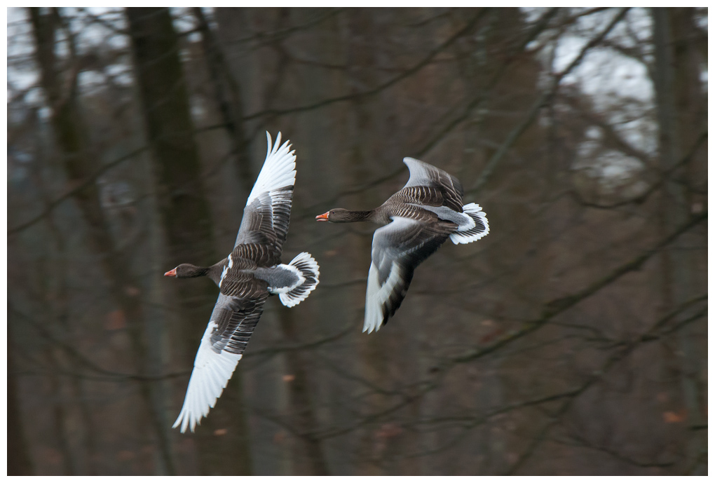 Graugaenseimflug001.jpg