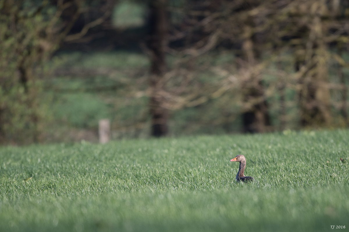 DSC_1576.jpg