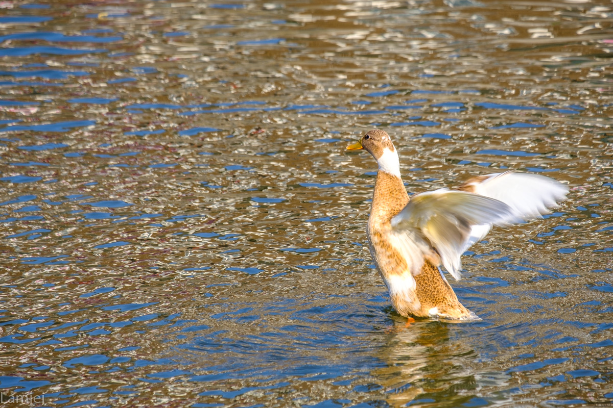 DSCF9169.jpg
