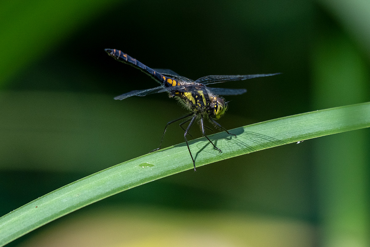 20180806_D850_0506vNF.jpg