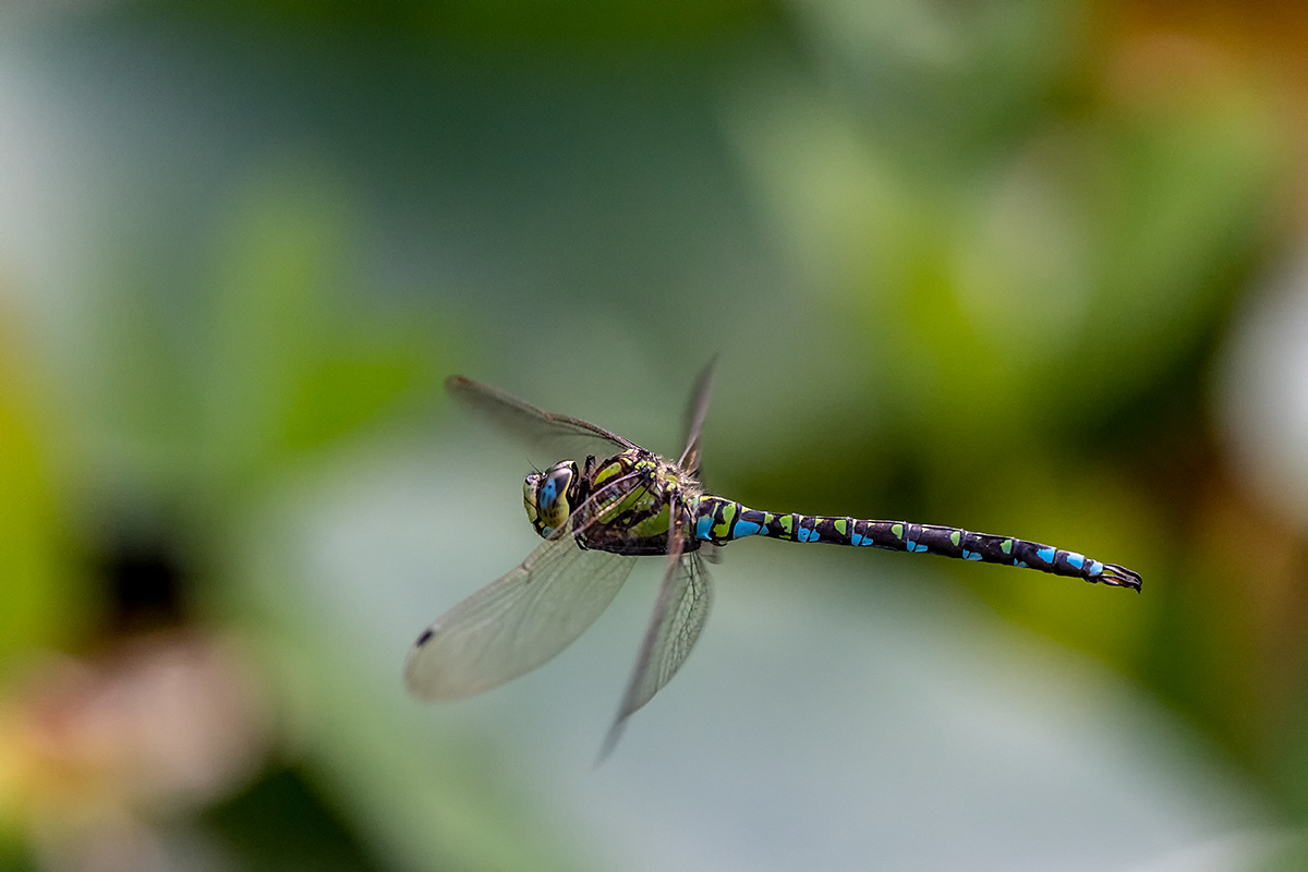 20180804_ND5_0270NF.jpg