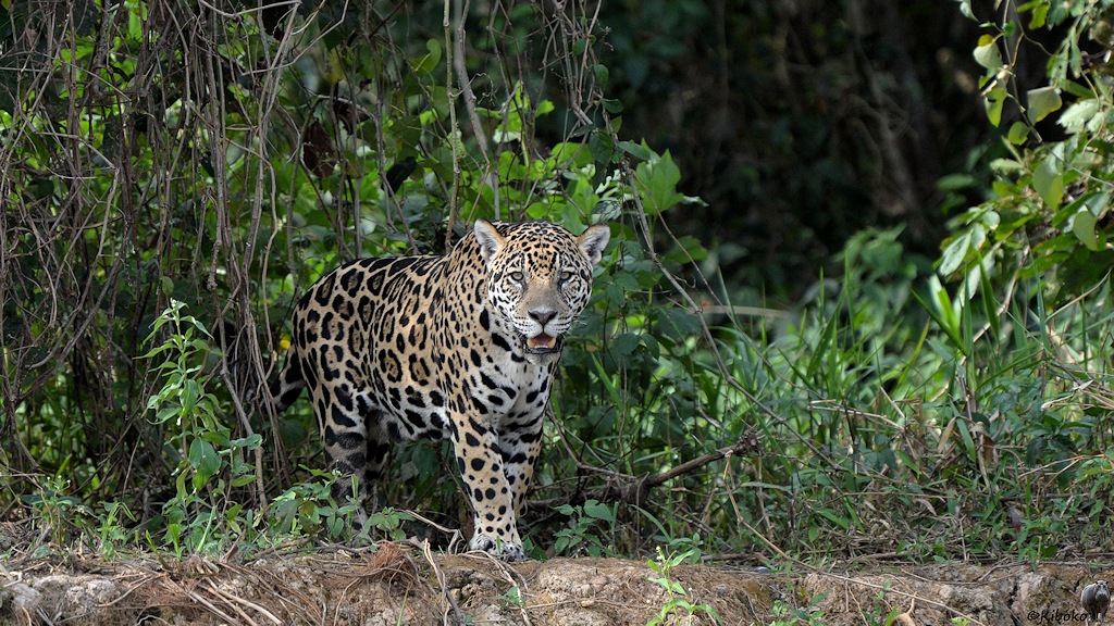 Jaguar läuft ein paar Meter am steilen Ufer entlang