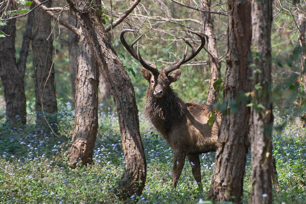 leierhirsch02.jpg