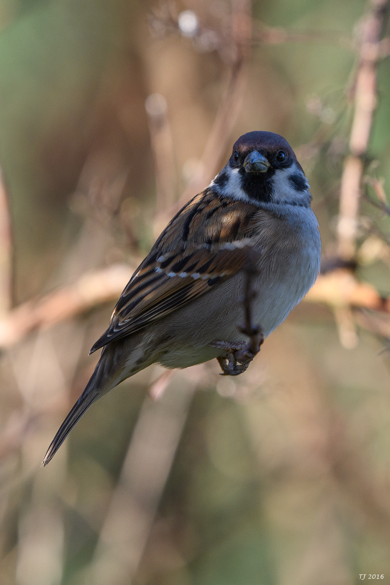 DSC_0103.jpg