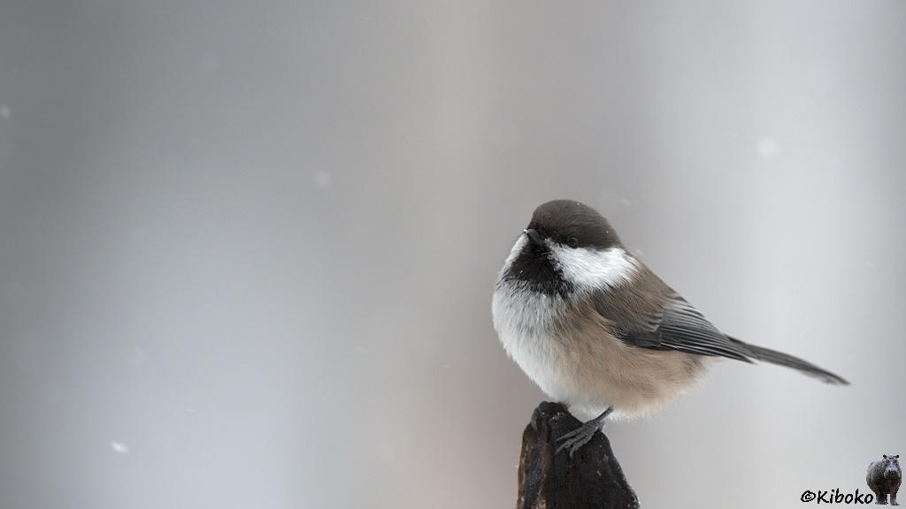 Das Bild zeigt  einen kleinen graubraunen Vogel mit schwazer Kappe, weißen Nacken, schwarzem Latz, grauen Bauch, braunen Seiten und graubraunen Flügeln auf einer Brettspitze sitzen.
