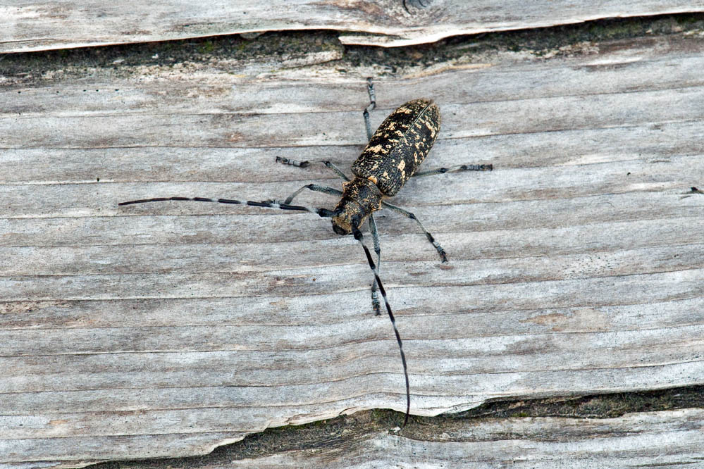 monochamus1.jpg