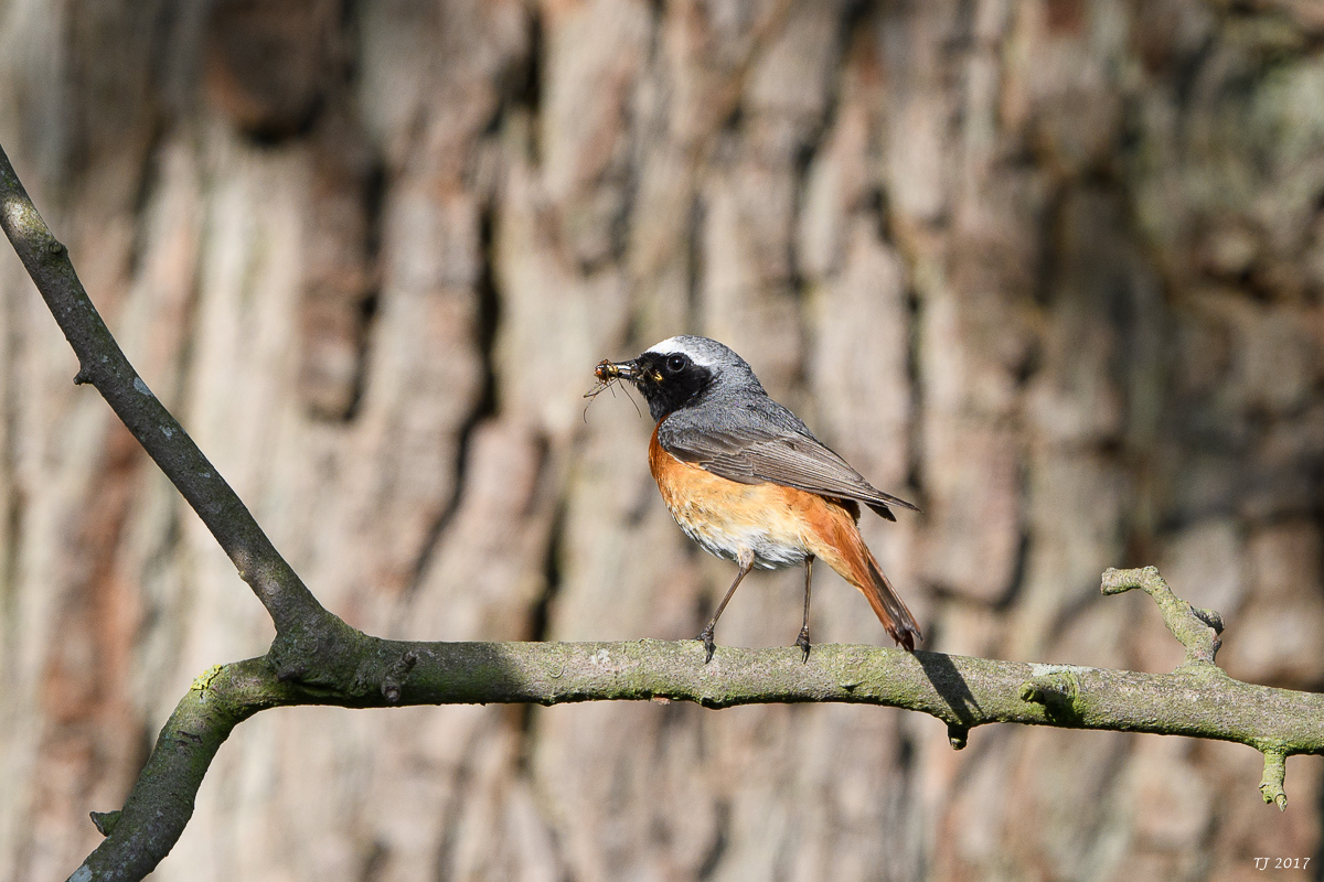 DSC_1591.jpg