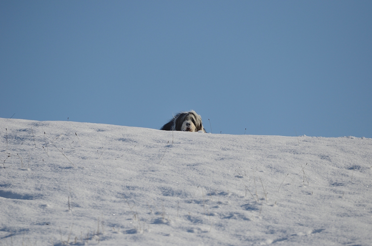 _DSC_2184.jpg