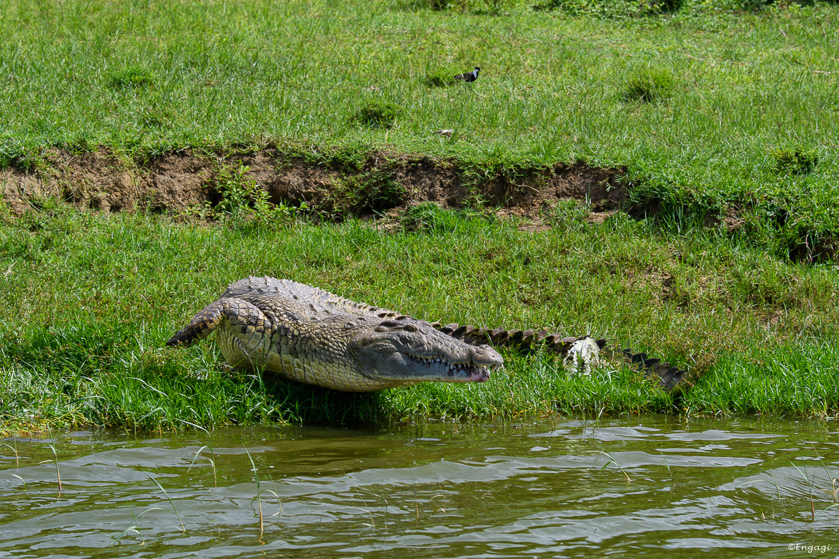 Uganda%200978.jpg