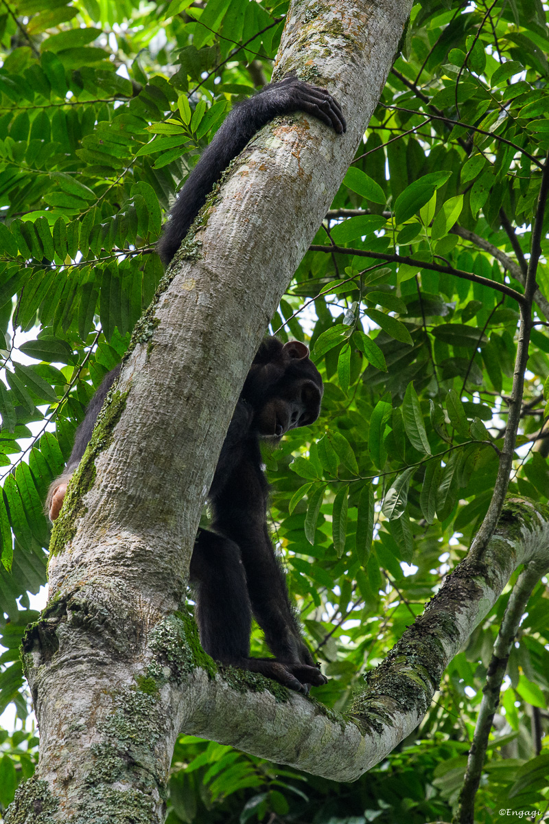 Uganda%201250.jpg