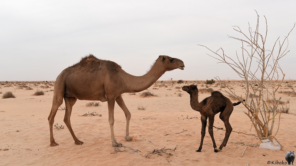 Das Bild zeigt ein dunkelbraunes Babykamel. Es ist mit einer sehr kurzen Leine an einen trockenen Busch angebunden. Links daneben steht das hellbraune Muttertier. Im Hintergrtund ist eine eben aus hellbraunem Sand und Grasbüscheln.