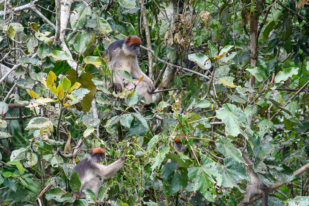 Uganda%200834.jpg