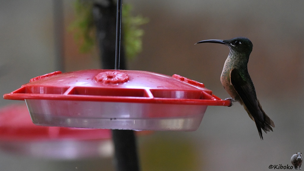 Das Bild zeigt einen grünen Vogel mit grauem Bauch und gebogenem Schnabel, der auf dem Rand eriner Futterstelle sitzt. Die Futterstelle ist ein hängender, durchsichtiger Plastiknapf mit Zuckerwasser. Der rote Deckel hat einen Rand, an dem sich die Vögel festhalten können. Es gibt im Deckel vier kleine Öffnungen mit einer Blütensimulation, durch die die Kolibris ihren langen Schnabel stecken.