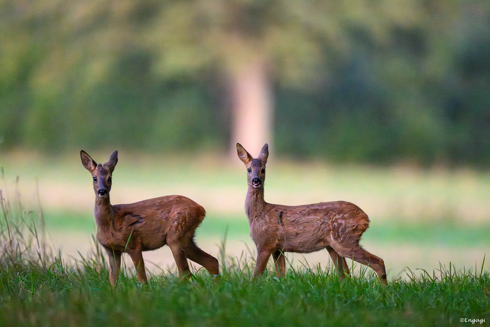 DSC_2679.jpg