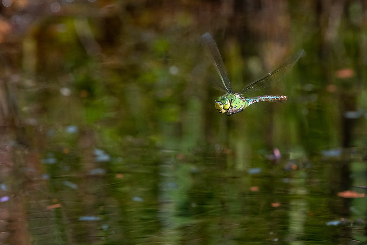 20190627_D500_1371vNF.jpg