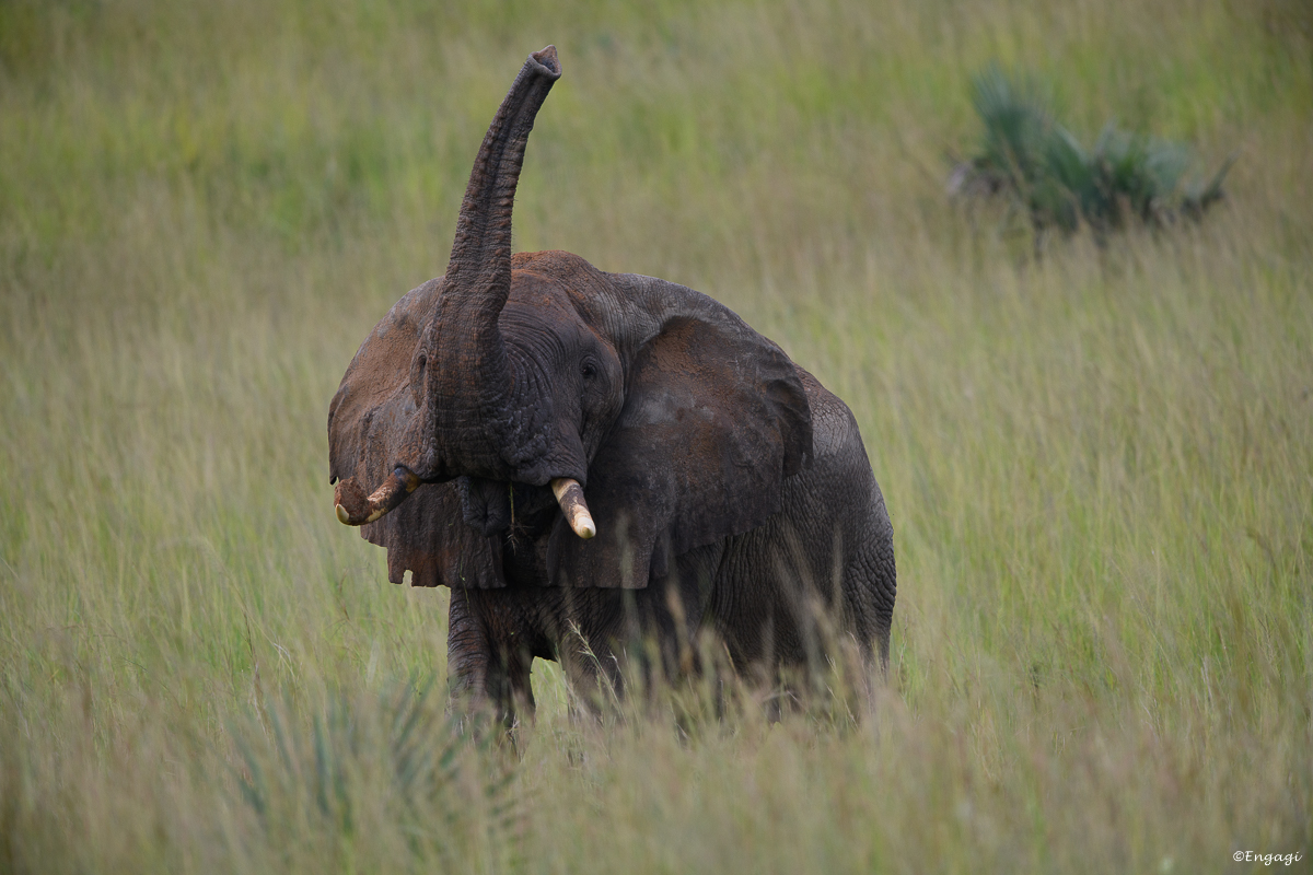 Uganda%200160.jpg